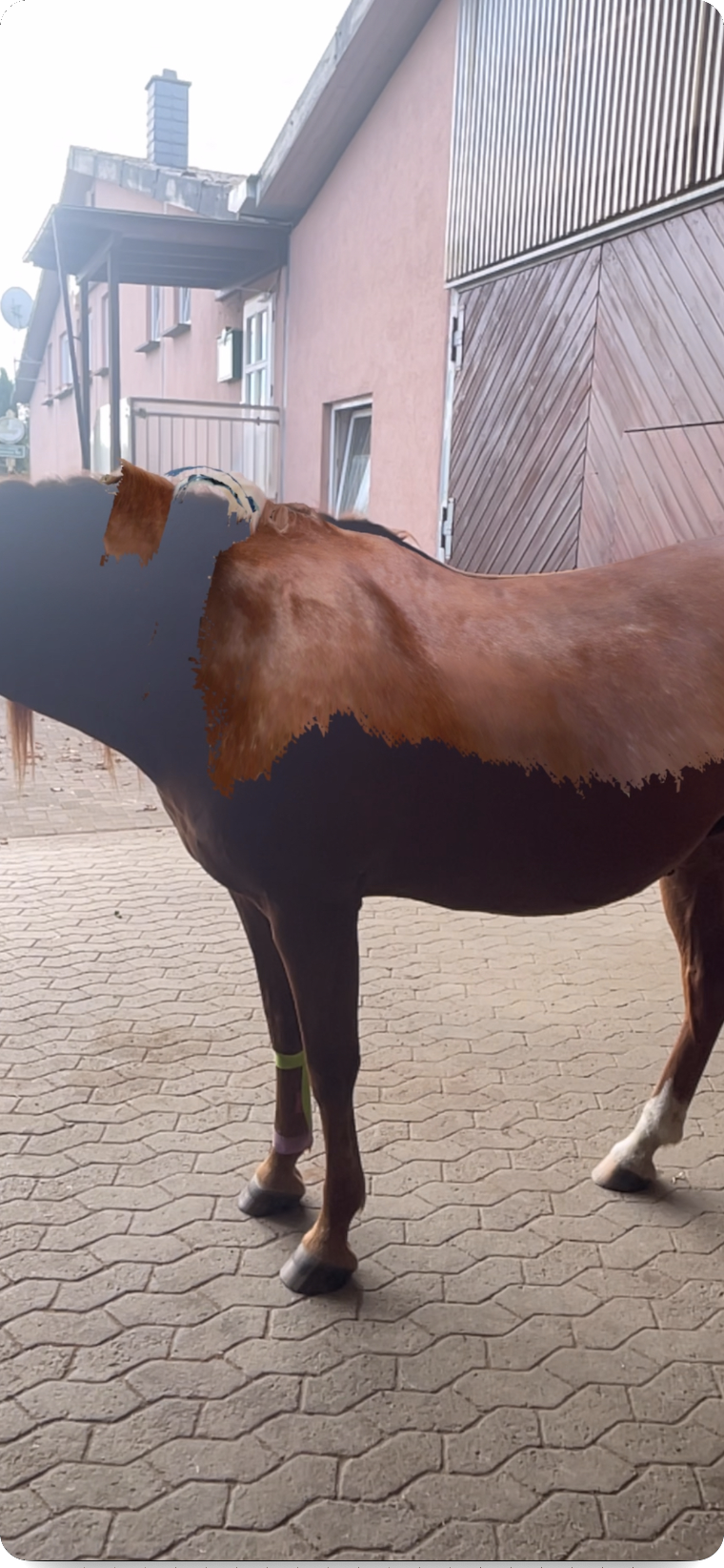 AR visualisation of the 3D back model on a real horse