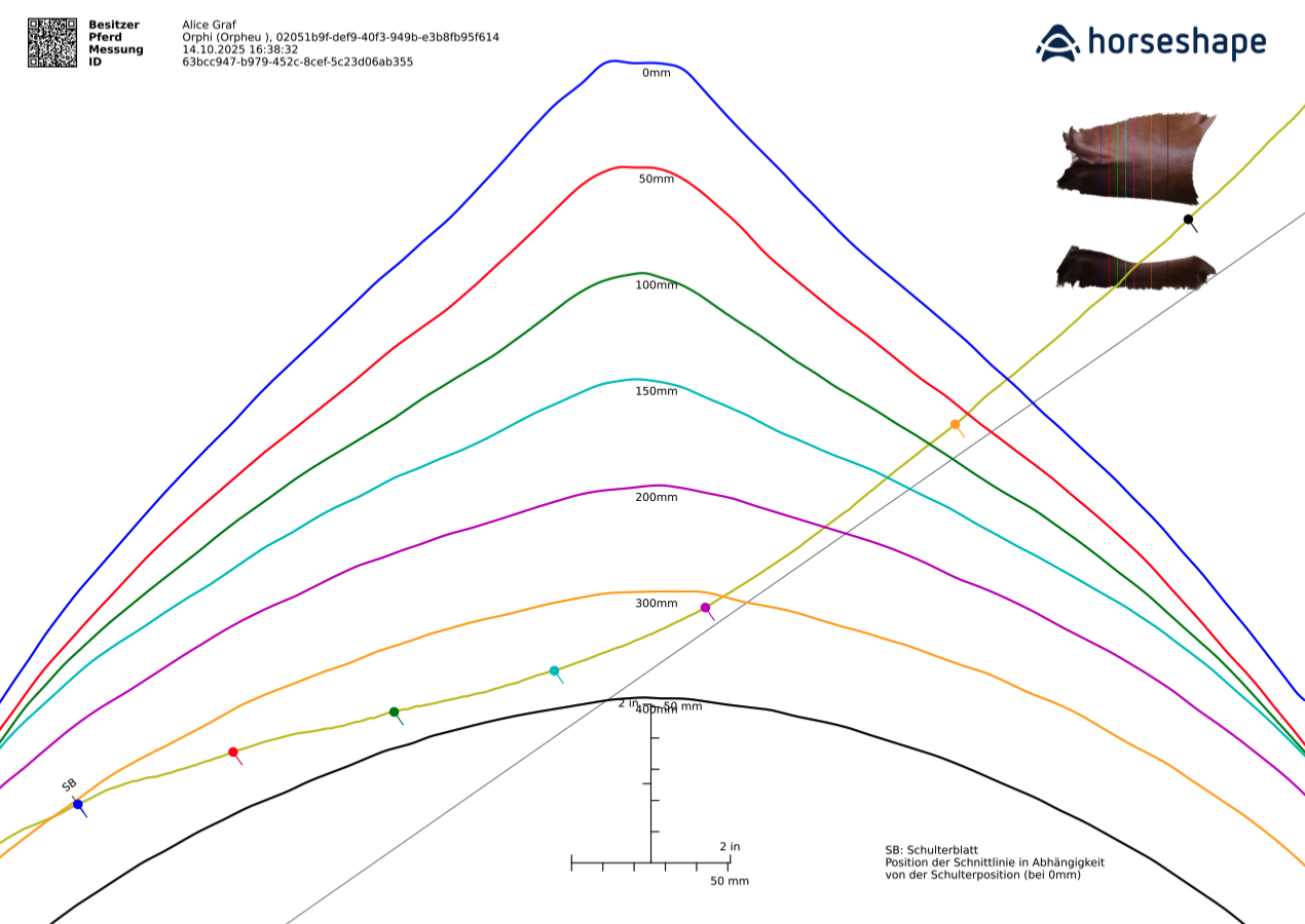 Standardized 2D cross-section templates for saddle fitting